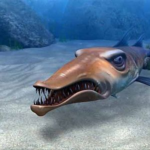 Photo Festin de requin