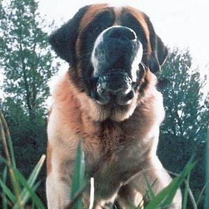 Photo Cujo