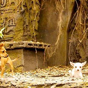 Photo Le Chihuahua de Beverly Hills