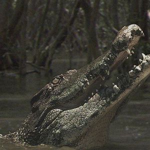 Photo Andrew Traucki