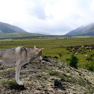 Photo Loup