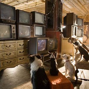 Photo Palace pour chiens