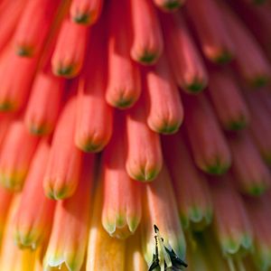 Photo Louie Schwartzberg