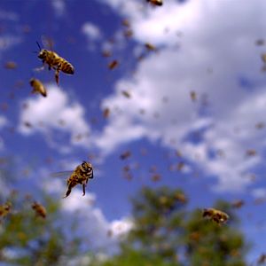 Photo Louie Schwartzberg