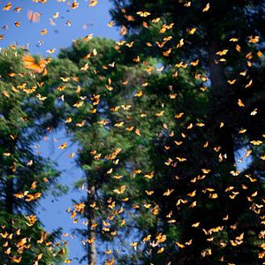 Photo Louie Schwartzberg