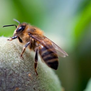 Photo Louie Schwartzberg