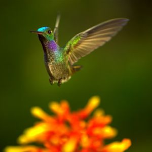 Photo Louie Schwartzberg