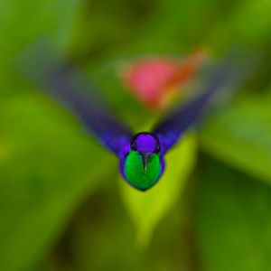 Photo Louie Schwartzberg