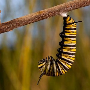 Photo Louie Schwartzberg