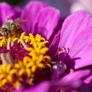 Photo Louie Schwartzberg