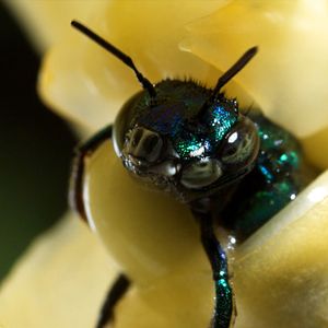 Photo Louie Schwartzberg