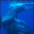 Photo L'Odyssée des baleines à bosse