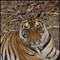 Photo Tiger Kill