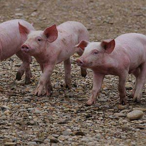 Photo Frédéric Goupil