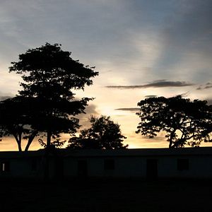 Photo Jane Goodall : retour à Gombe