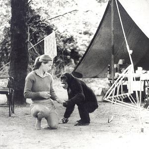 Photo Jane Goodall : retour à Gombe