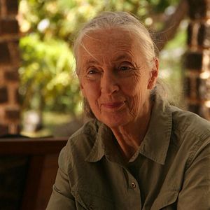 Photo Jane Goodall : retour à Gombe