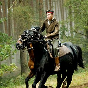 Photo Cheval de guerre