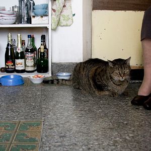 Photo Les Vieux chats