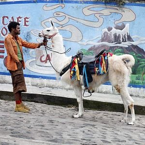 Photo Sur la piste du Marsupilami