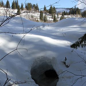 Photo Snow Beast