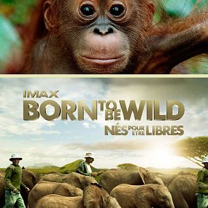 Photo Born to be Wild - Nés pour être libres