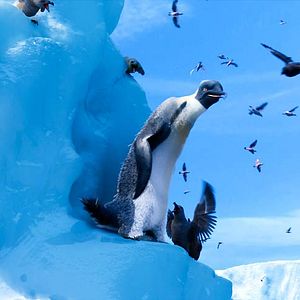 Photo Happy Feet 2