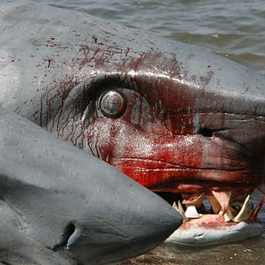 Photo L'Attaque du requin à deux têtes