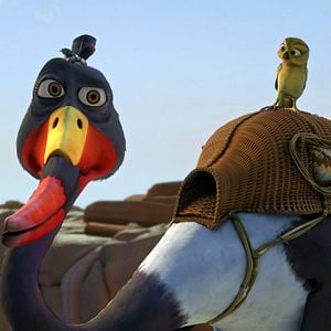 Photo Drôles D'oiseaux