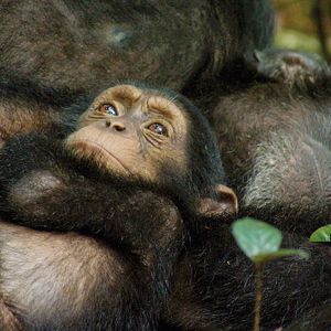 Photo Chimpanzés