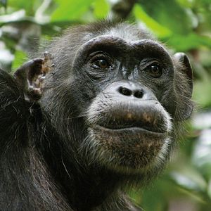 Photo Chimpanzés