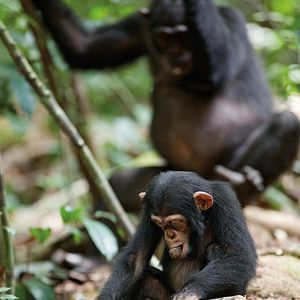Photo Chimpanzés