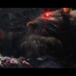 Photo Rat Scratch Fever