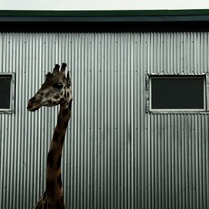 Photo Bestiaire