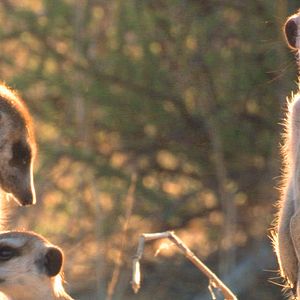 Photo Le Clan des suricates, l'aventure commence