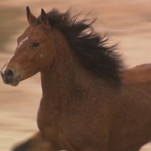 Photo Wild Horse, Wild Ride