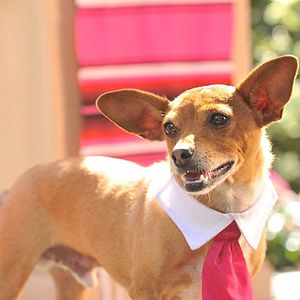 Photo Le Chihuahua de Beverly Hills 3 : Viva La Fiesta !