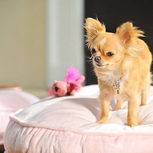 Photo Le Chihuahua de Beverly Hills 3 : Viva La Fiesta !