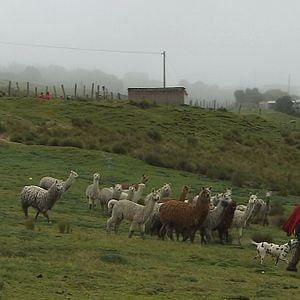 Photo Ecuador une politique au-delà de l'utopie