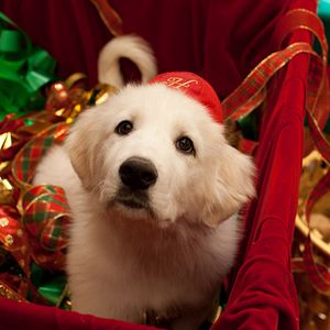 Photo Les Chiots Noël, la relève est arrivée