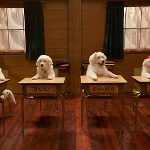 Photo Les Chiots Noël, la relève est arrivée
