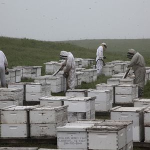 Photo Des Abeilles et des Hommes