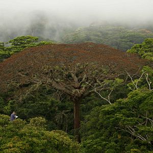 Photo Il était une forêt