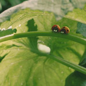 Photo Minuscule - La vallée des fourmis perdues