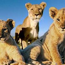 Photo Le Clan des rois