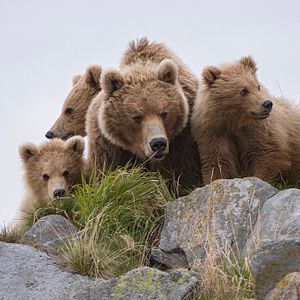 Photo Terre des Ours