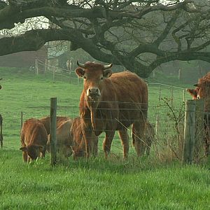 Photo Les petits gars de la campagne