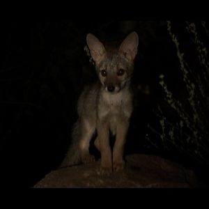 Photo Chaparri, les sept ours de la montagne sacrée