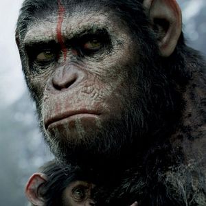 Photo La Planète des singes : l'affrontement