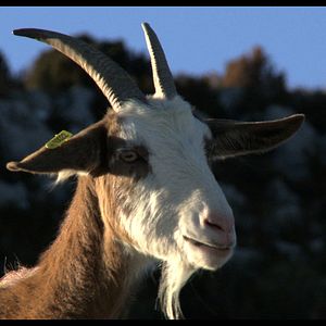 Photo Les Chèvres de ma mère